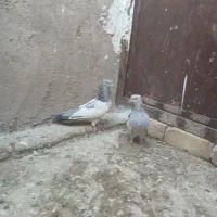 سینه ابی|پرنده|مرودشت, کناره|دیوار