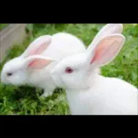 سه خرگوش بالغ هر سه فقط۲۰۰ تومن