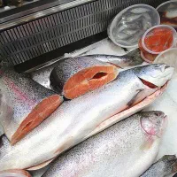 فروش ماهی قزل آلا