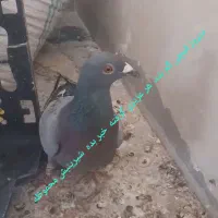 پلاکی گم کردمه کرز ماده