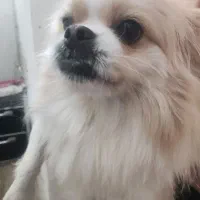 فروش سگ پاکوتا