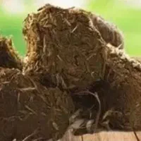 عنبر نسارا (پشکل الاغ ماده )