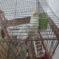 عروس هلندی نرو ماده