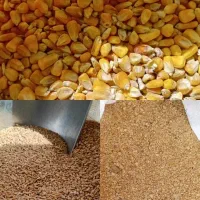 خوراک دام جمشیدی|حیوانات مزرعه|سیلاخور, |دیوار