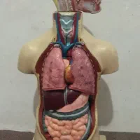 مولاژ اناتومی بدن انسان کامل وسالم ونو|آرایشی، بهداشتی، درمانی|قائم‌شهر, |دیوار