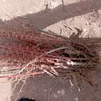 فروش نهال زرشک و عناب پاجوش|گل و گیاه طبیعی|بیرجند, |دیوار