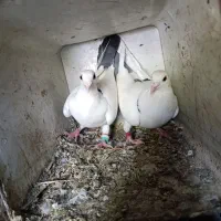 کبوتر