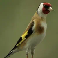 سهره|پرنده|کوهدشت, |دیوار