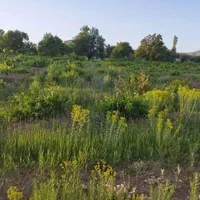 باغ انگور ، هندودر