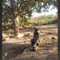 ژمن|سگ|میاندوآب, |دیوار