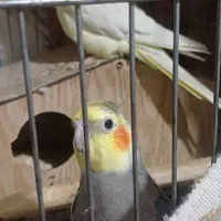 عروس هلندی مولد|پرنده|ری, جوانمرد قصاب|دیوار