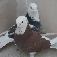 کفتر پرشی با جوجه هاش