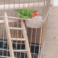 طوطی برزیلی
