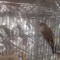 قناری نروماده|پرنده|مهدی شهر, |دیوار