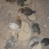 جوجه محلی ۱ ماهه|حیوانات مزرعه|احمدسرگوراب, |دیوار