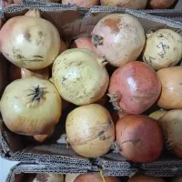 انار|عمدهفروشی|لوشان, |دیوار