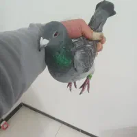 کبوتر مسافتی