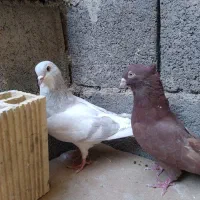 کبوتر دم سفید . دوکت . سرخ|پرنده|شهرضا, |دیوار