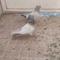 جفت سینه سرور|پرنده|فسا, |دیوار