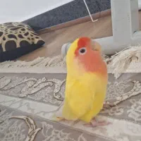 طوطی برزیلی|پرنده|سردشت, |دیوار