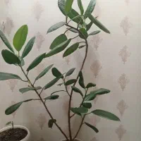 گل گردو|گل و گیاه طبیعی|لنجان, |دیوار