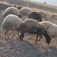 بز و گوسفند|حیوانات مزرعه|خوی, |دیوار