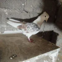 کبوتر