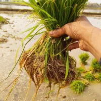 برنج اصل هاشمی|خوردنی و آشامیدنی|حویق, |دیوار