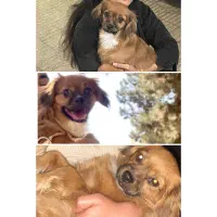 مژدگانی یابنده سگ نر شیتزو اشپتیز