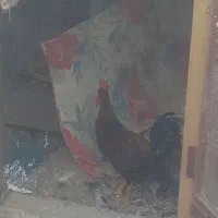 خروس
