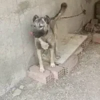 واگذاری سگ سراب با هزینه