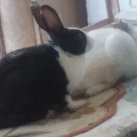 خرگوش