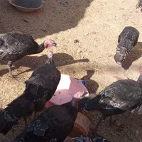 بوقلمون|حیوانات مزرعه|نیشابور, مازول|دیوار