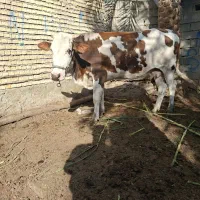 گوساله آلمانی قصابی یک شکم زایده