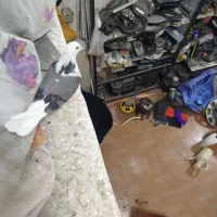 کفتر گم شده