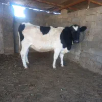 گاوشکم اول فروشی|حیوانات مزرعه|جغتای, |دیوار