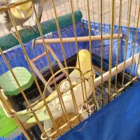 عروس هلندی