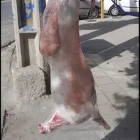 گوشت گوسفند کشتار روز