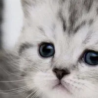 واگذاری گربه نژاد پرشین اسکاتیش