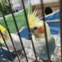 عروس هلندی نر گمشده