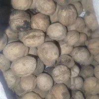 گردو|حراج|مسجد سلیمان, |دیوار