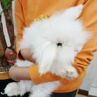 خرگوش نژاد ترکیش|موش و خرگوش|یزد, |دیوار