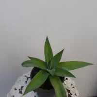 گل زیبا آگاو ، گل هدیه زنده ای که ماندگار است