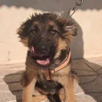 ژرمن|سگ|قزوین, |دیوار