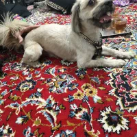 واگذاری سگ مودب و دست آموز|سگ|پاکدشت, پاکدشت (مامازند)|دیوار