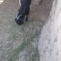 تروشت یا نربز