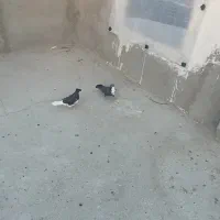 کفتر|پرنده|سراوان, |دیوار