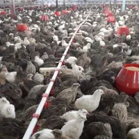 گوشت بلدرچین تازه و بهداشتی با خواص بی نظیر|خوردنی و آشامیدنی|تربت جام, کلالی|دیوار