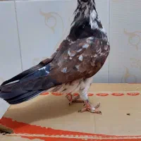 کفتر پرشی|پرنده|تهران, شهرک طالقانی|دیوار