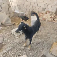 سگ ژرمن...